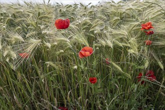 Poppy flower (Papaver rhoeas) in a grain field, Mecklenburg-Western Pomerania, Germany, Europe