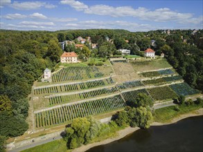 Dinglingers vineyard, Dresden, Saxony, Germany, Europe