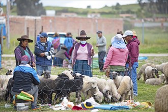 Peruvians with traditional hats looking at sheep at the Indio market in Chinchero, Cusco region,