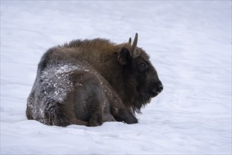 Bison in winter, with closed snow cover, Vulkaneifel, Rhineland-Palatinate, Germany, Europe