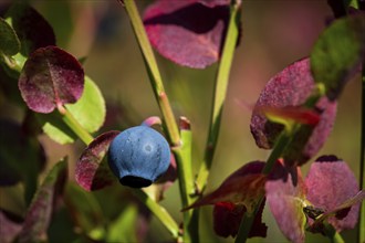 European blueberry (Vaccinium myrtillus), blueberry, Finland, Europe