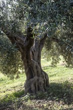 Olive tree, olive tree (Olea europaea), Sicily, Italy, Europe