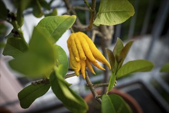 Buddha's Hand (sarcodactylis) or fingered lemon (citrus medica), unusually shaped lemon variety