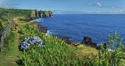 Blooming flowers and a footpath along the rocky coast with a view of the blue sea and cliffs in the