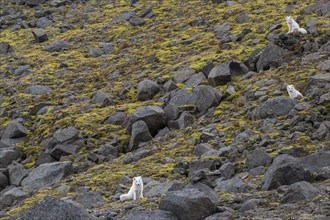 Three Arctic foxes (Vulpes lagopus) in winter coat, Straumsland, Spitsbergen, Svalbard, Norway,