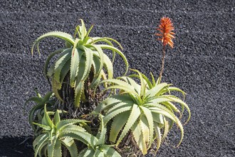 Aloe veras (Aloe vera), Lanzarote, Canary Islands, Spain, Europe