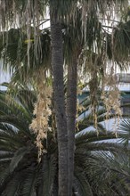 Canary Island date palm (Phoenix canariensis), flowers, Lanzarote, Canary Islands, Spain, Europe