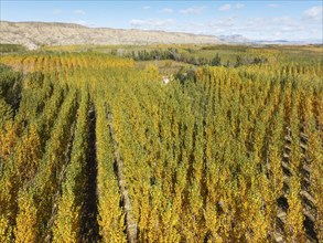 European Aspen (Populus tremula) in autumnal colours. Cultivated for timber. Aerial view. Drone