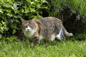 Cat, European Shorthair, domestic cat (Felis catus), in the grass, tricoloured, Baden-Württemberg,