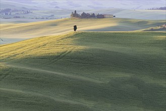 Landscape at sunrise around Pienza, Val d'Orcia, Orcia Valley, UNESCO World Heritage Site, Province