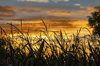 Silhouette, cornfield, nature, sunrise, dawn, Denzlingen, Germany, Europe