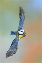 Blue tit (Parus caeruleus), in flight, flight photo, animals, birds, Siegerland, North