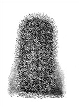 Cactus, Mamillaria chloantha, illustration from 1890, historical, digital reproduction of an