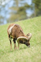 A ram grazing on a grassy hill with its large curved horns, Mouflon (Ovis gmelini), Wildpark