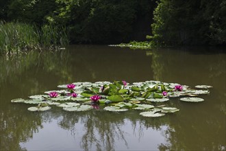 Water lilies (Nymphaea) in a rainwater retention basin in the vineyards that was created as a