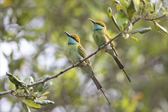 Two Bronze-crowned Emerald Bee-eaters (Merops orientalis) sitting on a branch in Yala Natioal Park,