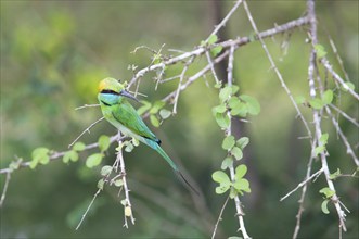 Bronze-crowned Emerald Bee-eater (Merops orientalis) sitting on a branch in Yala Natioal Park,