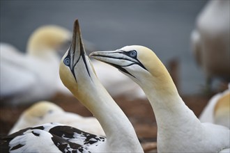 Gannet (Morus bassanus) on the offshore island of Heligoland, Schleswig-Holstein, Germany, Europe