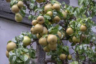 Ripe fruit on a trellis pear (Pyrus) on a residential building, Iphofen, Lower Franconia, Bavaria,