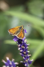 Large skipper (Ochlodes venatus), collecting nectar from a flower of Common lavender (Lavandula