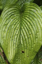 Close-up of large heart shaped Hosta leaf with insect damage in summer, Quebec, Canada, North