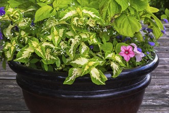 Mixed plants including Solenostemon, Coleus, pink Petunia and Ageratum houstonianum 'Aloha Blue',