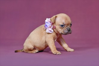 Four weeks young red fawn French Bulldog puppy with healthy long nose