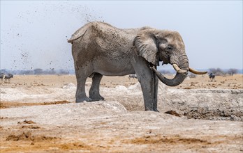 African elephant (Loxodonta africana), bathing at a waterhole, spraying water from its trunk, Nxai