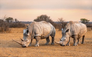 Southern white rhinoceros (Ceratotherium simum simum), two rhinos at sunset, Khama Rhino Sanctuary,