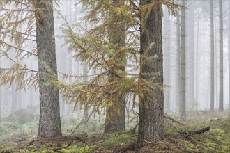 Fog in the larch forest (Larix decidua), Emsland, Lower Saxony, Germany, Europe