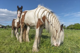 Irish Cob horse in a pasture in spring. Horse with mouth filled in pigtails