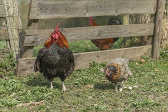 Cock with chicks on a farm in the countryside. Bas rhin, Alsace, France, Europe