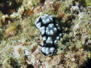 Small black and white spotted nudibranch, Granulated Phyllidiella (Phyllidiella granulata), on a