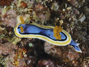 Bright nudibranch with yellow and black stripes, Elisabeth's Chromodoris (Chromodoris