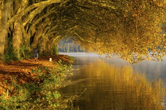 Autumn colours on the Platanen Allee, Hardenberg Ufer, lakeside path on Lake Baldeney, near Haus