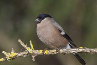 Eurasian bullfinch (Pyrrhula pyrrhula) female sitting on a dry branch overgrown with lichen,