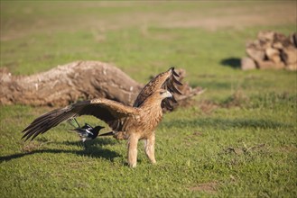 Juvenile Iberian Eagle approaching, Spanish Imperial Eagle (Aquila adalberti), Extremadura,