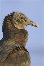 Black vulture (Coragyps atratus), portrait, Everglades National Park, Florida, USA, North America