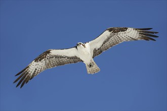 Western osprey (Pandion haliaetus) in flight, Everglades National Park, Florida, USA, North America