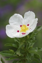 Gum rockrose (Cistus ladanifer), flower, Provence, France, Europe