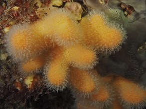 Dead man's fingers (Alcyonium digitatum), dive site Maharees Islands, Castlegregory, Co. Kerry,