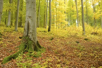 Tree with moss-covered roots in a forest filled with autumn leaves and dappled sunlight, Bavaria