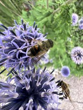 2 Hoverflies, Small globe thistle, Blue globe thistle, Ritro globe thistle (Echinops ritro)