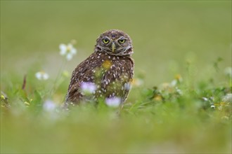 Burrowing owl (Speotyto cunicularia), sitting in a meadow, Pembroke Pines, Florida, USA, North