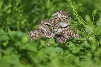 Two burrowing owls (Speotyto cunicularia) sitting together in the meadow and cuddling, Pembroke