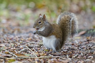 American grey squirrel (Sciurus carolinensis), sitting on the ground in the forest, Pembroke Pines,