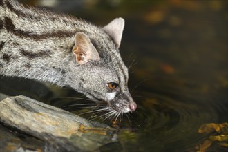 Common genet (Genetta genetta) drinking water at the shore of a lake, wildlife in a forest,