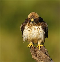 A bird of prey sits on a branch with an intense gaze, the light emphasising its feathers