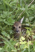 Roe deer (Capreolus capreolus) few days old fawn in high grass, Allgäu, Bavaria, Germany, Allgäu,