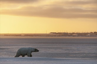 Polar bear (Ursus maritimus), walking on pack ice in front of village, evening light, Kaktovik,